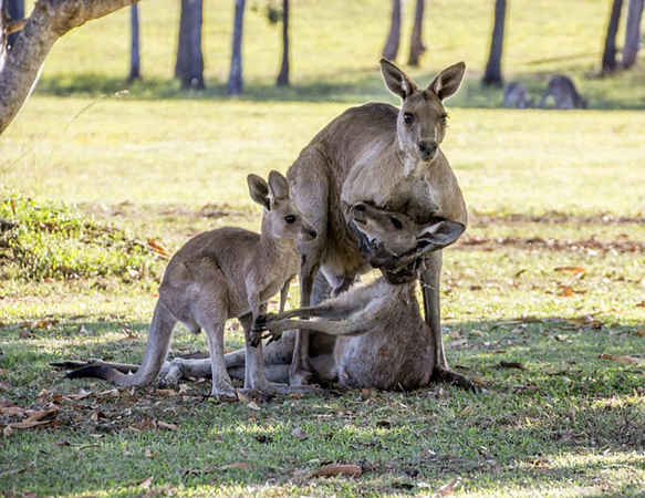 Một con Kangaroo cái đã chết được 
