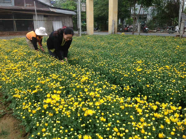 Người trồng hoa tại Đà Nẵng tích cực chăm sóc vườn hoa tết