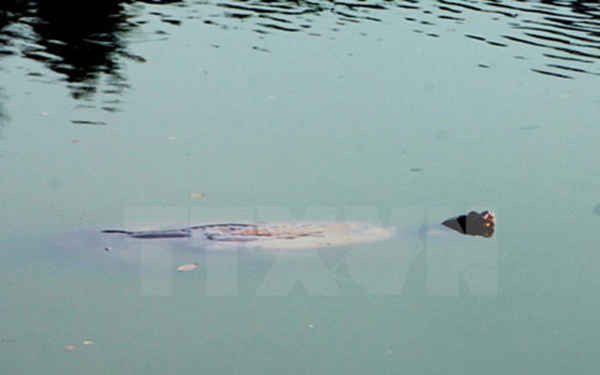 Cụ Rùa hồ Hoàn Kiếm chết nổi trên mặt nước
