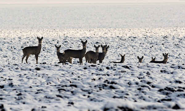 Những con hoẵng trên một cánh đồng trải đầy tuyết gần Debrecen, Hungary. Ảnh: Szolt Czegledi / EPA