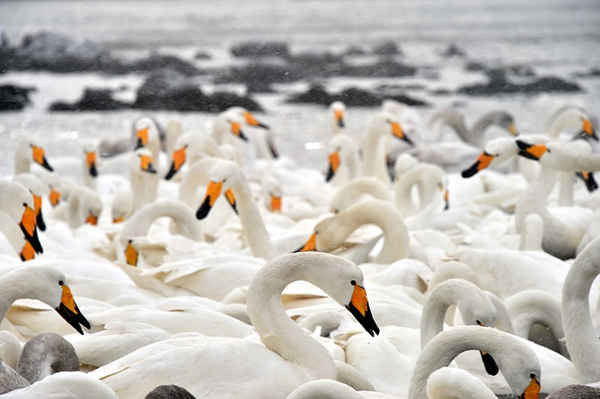 Đàn thiên nga tụ họp vào mùa đông ở Rongcheng, phía đông Trung Quốc, nơi có hơn 10.000 chú chim di cư từ Siberia trong những tháng mùa đông. Ảnh: Zhu Zheng / Corbis