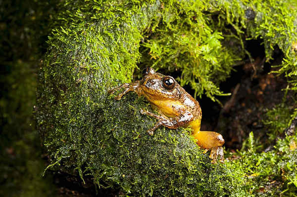 Các nhà khoa học đã tìm thấy một con ếch cây (Frankixalus jerdonii) được cho là đã tuyệt chủng cách đây hơn 100 năm, hiện đang sống trên các tán cây cao trong khu rừng phía đông bắc Ấn Độ. Ảnh: SD Biju / AP