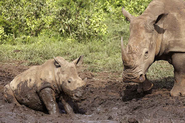 2 con tê giác đang tắm bùn tại khu bảo tồn Hluhluwe, Nam Phi. Số lượng tê giác bị săn bắn trong thị trấn Hluhluwe vào năm 2015 đã giảm nhẹ so với năm 2014, tuy nhiên số lượng này vẫn còn ở mức báo động. Ảnh: Schalk van Zuydam / AP
