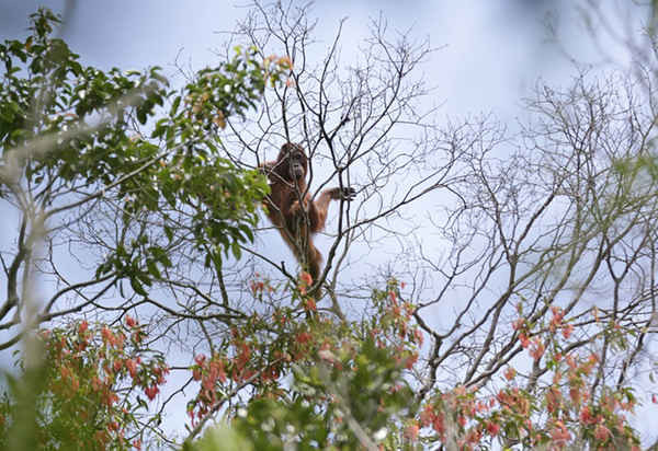 Một con đười ươi hoang dã được phát hiện trên cây trong một khu rừng rậm dọc bờ sông ở Sungai Mangkutub ở miền trung Kalimantan, Indonesia. Ảnh: Dita Alangkara / AP
