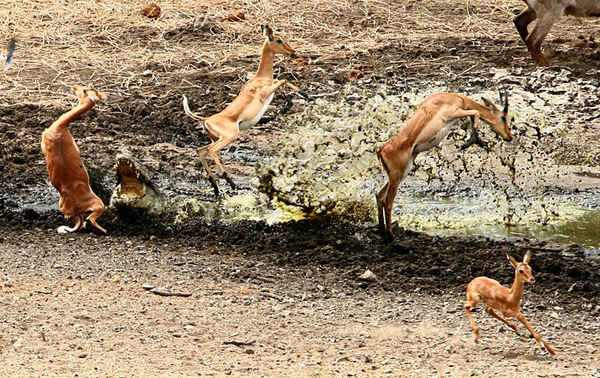 Một đàn linh dương châu Phi kiệt sức đang cố gắng làm dịu cơn khát trong thời tiết nóng như thiêu như đốt và cuối cùng chúng trở thành bữa ăn của một con cá sấu đói đang kiếm mồi. Trong một đợt hạn hán ở vườn quốc gia Kruger, Nam Phi, loài linh dương phải cố gắng hết sức để tìm nước uống. Bức ảnh được chụp vào giây phút cuối cùng khi những chú linh dương nhỏ tìm thấy nước uống nhưng không đủ nhanh để thoát khỏi những con cá sấu đang ẩn nấp dưới nước. Ảnh: Karen Damme / Caters News Agency