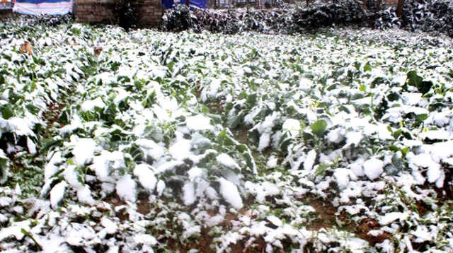 Nhiều diện tích hoa màu bị thiệt hại do băng tuyết