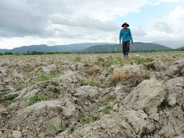 Năm 2015, nhiều diện tích đất ở Bình Thuận không thể canh tác do thiếu nước
