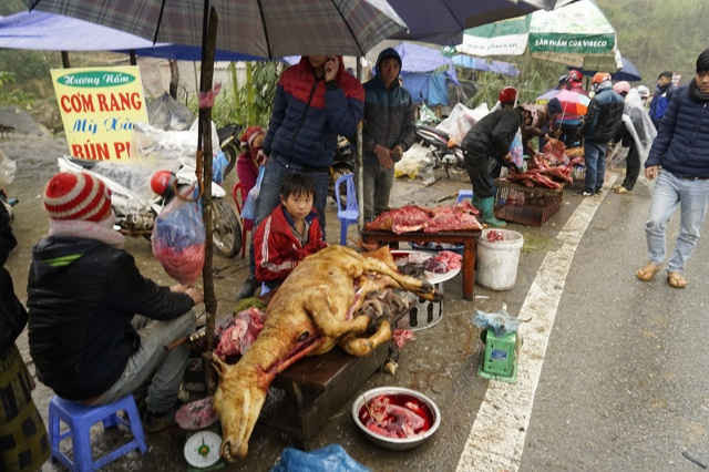 Trên quốc lộ 4D Lào Cai - Sa Pa có khoảng 30 điểm bán thịt trâu bò chết rét giá rẻ