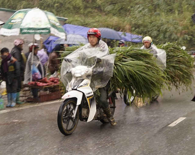 Rất đông nông dân từ vùng cao Sa Pa đi xe máy xuống vùng thấp ở thành phố Lào Cai cắt cỏ rồi chở về nhà cho trâu bò ăn ngày giá rét nuôi nhốt trong chuồng.