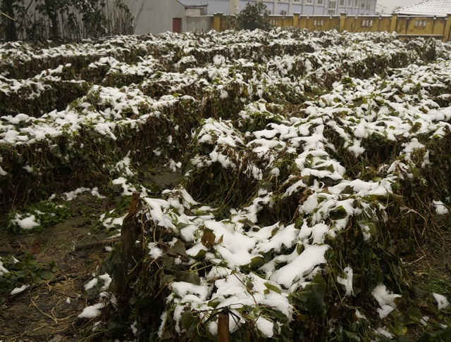 Tuyết tan các vườn rau xanh , cây dược liệu ở Sa Pa đang bị úa vàng và chết dần
