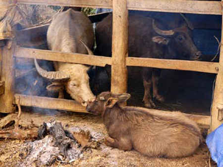 Khi trời rét đậm, đồng bào cần sử dụng các biện pháp sưởi ấm cho đàn gia súc để tránh thiệt hại