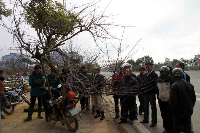 Nhiều khách hàng đang  hỏi mua cành đào rừng