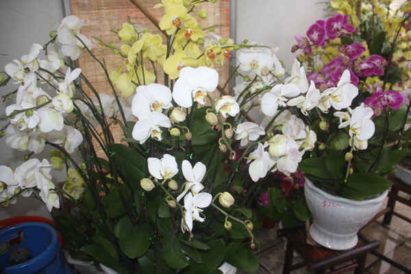 Mặc dù thời tiết rét buốt nhưng các loại hoa tại “Chợ phiên Lào Cai - Tinh hoa Tây Bắc” vẫn đua nhau khoe sắc