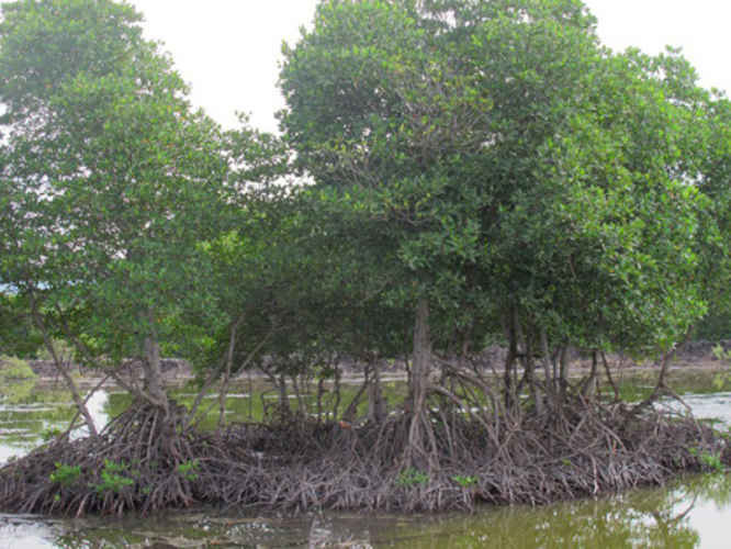 Rừng ngập mặn ở Bà Rịa - Vũng Tàu đang bị suy thoái nghiêm trọng