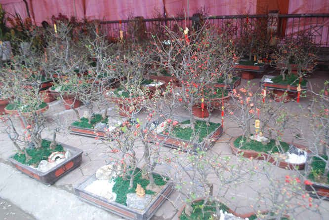 Hoa mai đỏ Trung Quốc  nhiều người xem ít người mua