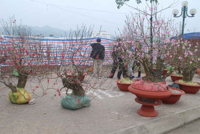 Chợ hoa Tết trên thượng nguồn sông Hồng