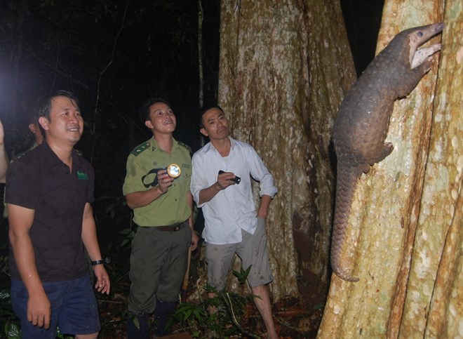 Anh Trần Quang Phương (áo đen) trong một lần đi tái thả tê tê về rừng tự nhiên. 