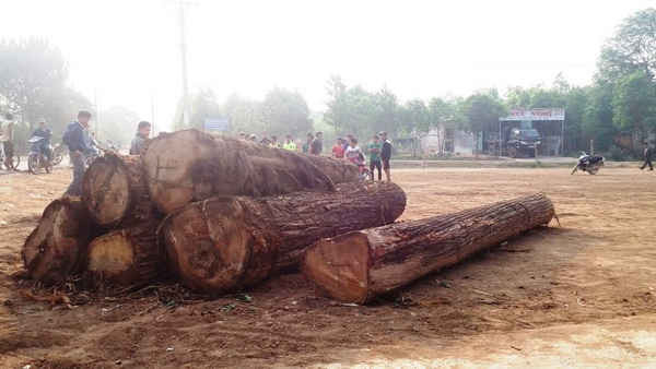 Gỗ lậu do người dân phát hiện và ngăn chặn trong một vụ vận chuyển gỗ trái phép. 