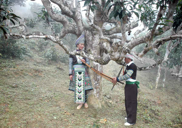 Không chỉ mang lại giá trị kinh tế, cây chè cổ Suối Giàng còn gắn bó mật thiết đến đời sống tinh thần đồng bào vùng cao Suối Giàng