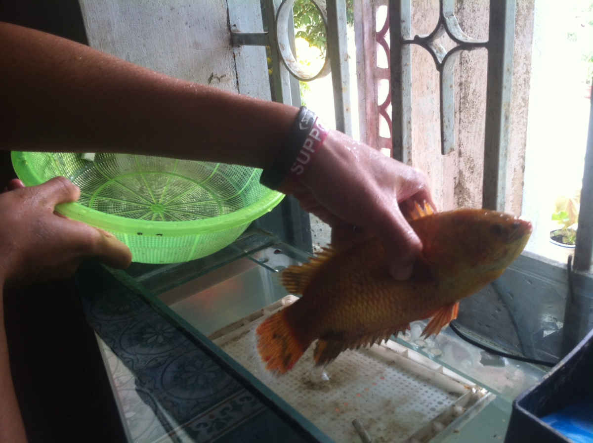 Hiện con cá này đang được gia đình anh Khôi nuôi trong bể cá tại nhà