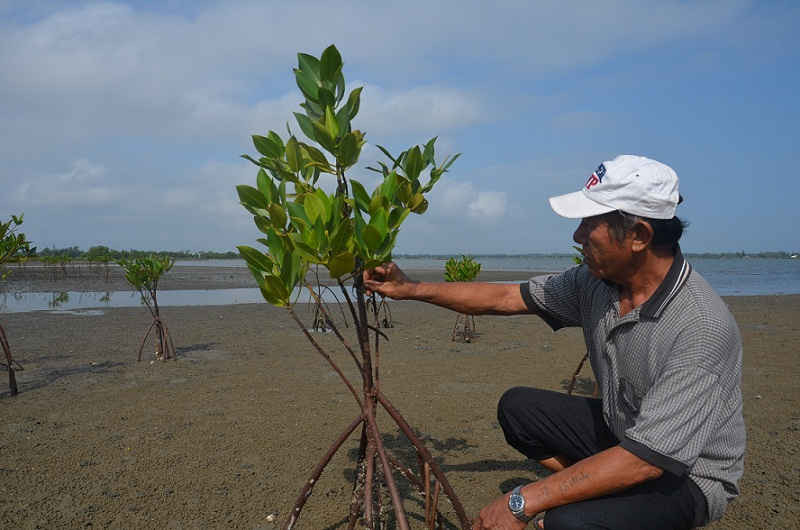Người dân xã Tam Hải tích cực trồng rừng ngập mặn
