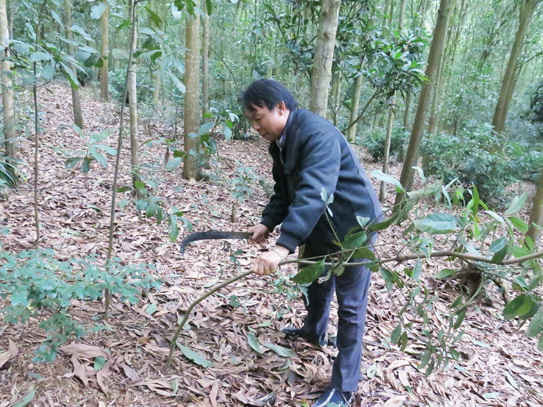 Anh Nguyễn Thắng Gắn, người đầu tiên trồng rừng ở xã An Sinh