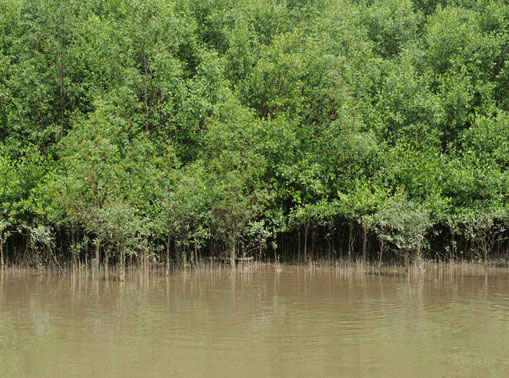 Phần lớn rừng ngập mặn ở Cà Mau bị chặt phá để làm ao nuôi tôm gây 