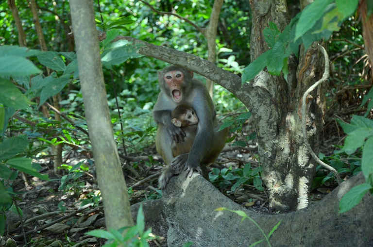 Đảo Hòn Rều khỉ Vàng được sống và sinh sản bình thường gần như trong tự nhiên.