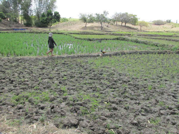 Một mảnh ruộng lúa đã chết vì thiếu nước.