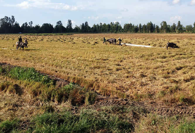 Để đảm bảo sản lượng vụ lúa Hè thu 2016, người dân tỉnh Hậu Giang phải thực hiện theo thời gian xạ lúa đã được Chi cục Bảo vệ Thực vật tỉnh Hậu Giang khuyến cáo