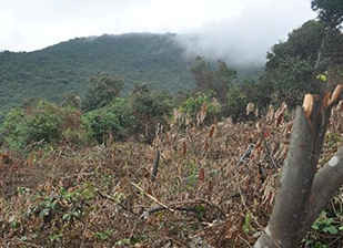 Rừng nguyên sinh tại bán đảo Sơn Trà (TP. Đà Nẵng) bị chặt phá không thương tiếc trong gần hai tháng qua