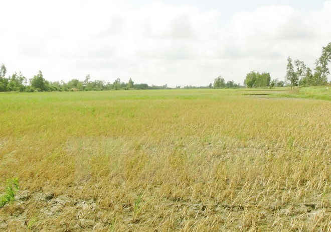 Nhiều diện tịch lúa ở ĐBSCL bị mất trắng do nhiễm mặn 