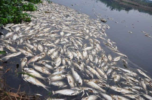 Cá chết hàng loạt trên sông Chà Và, xã Long Sơn, TP. Vũng Tàu do nguồn nước bị ô nhiễm
