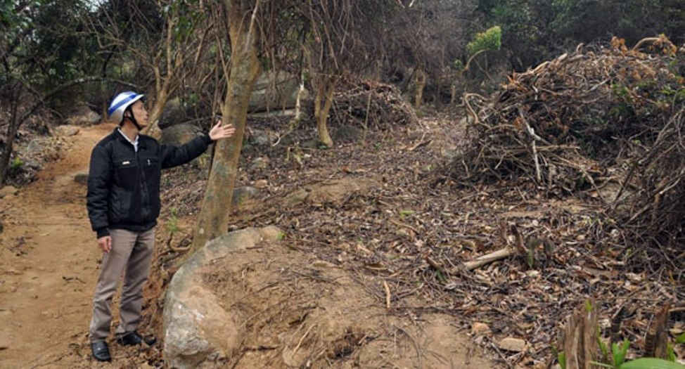 Rừng bán đảo Sơn Trà bị chặt, phá từ gần 2 tháng nay nhưng lực lượng kiểm lâm lại không hay biết