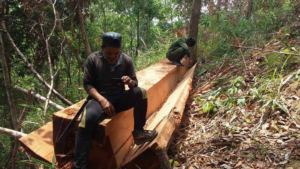 Những cây gỗ bị khai thác trái phép tại hiện trường tiểu khu 187
