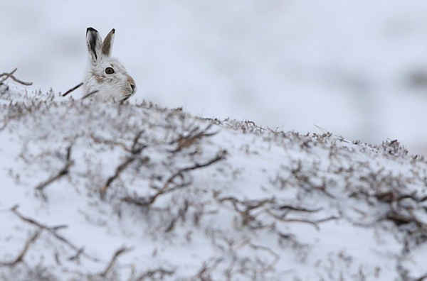 Một con thỏ rừng ngồi trên tuyết ở vùng núi Cairngorm của Scotland. Ảnh: Russell Cheyne / Reuters