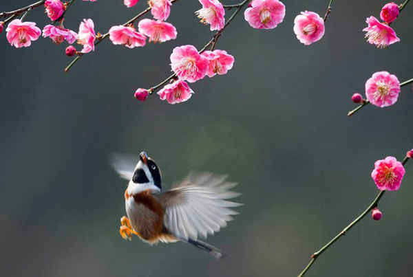 Một con chim bay sát những cánh hoa mận trong một khu vườn ở Wuxi, phía đông Trung Quốc. Ảnh: Xinhua / Truyền thông Barcroft