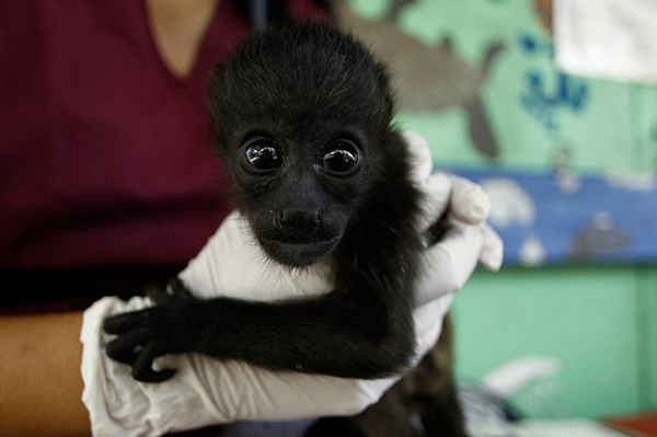 Một con khỉ rú nhỏ tại trung tâm cứu hộ động vật Costa Rica ở Turrúcares. Hạn hán ở khu vực phía bắc của đất nước này đang tác động đến động vật hoang dã. Ảnh: Juan Carlos Ulate / Reuters