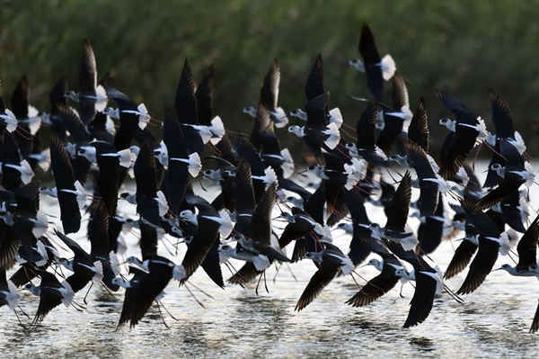 Một đàn chim cà kheo cánh đen đang bay tại Công viên tự nhiên Guandu ở Đài Bắc. Những con chim từng làm tổ ở miền nam Đài Loan, nhưng đang dần dần mở rộng về phía bắc. Ảnh: Sam Yeh / AFP / Getty Images