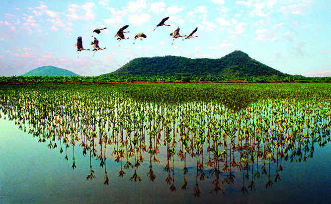 Một goc Khu bảo tồn loài - sinh cảnh Phú Mỹ