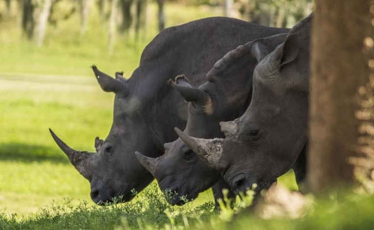 Các loài tê giác đen nằm trong danh sách loài cực kỳ nguy cấp trong sách đỏ IUCN