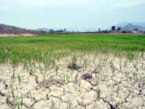 BĐKH là một trong những ngây nhân gây hạn hán đất nông nghiệp ở nhiều nơi