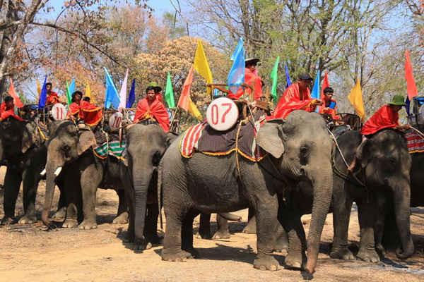 Các nài voi đưa voi tập trung quanh lễ đài để chuẩn bị làm lễ