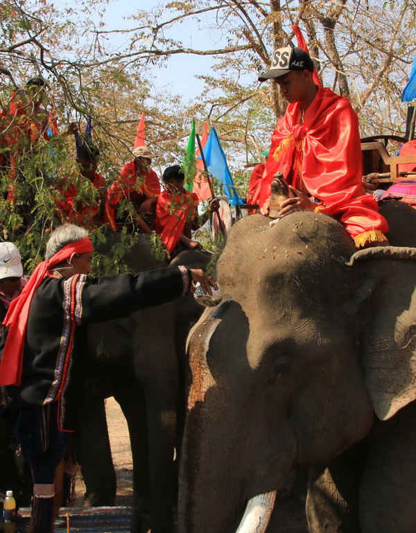 Thầy cúng bôi huyết vật tế và rượu lên đầu từng con voi và cúng cầu xin sức khỏe cho Voi