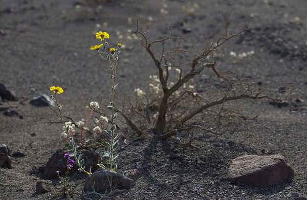Hoa dại nở quanh một bụi cây ở Thung lũng Chết, California. Đây là điều hiếm hoi ở 1 nơi nóng nhất và khô cằn nhất phía Bắc Mỹ, nơi thu hút du khách từ khắp nơi trên thế giới. Ảnh: Jae C. Hong / AP