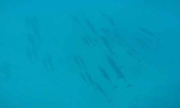Video cho thấy cá heo bơi lội ở dưới đáy vịnh Waianae ở Hawaii, Mỹ. Ảnh: Audrey McAvoy / AP