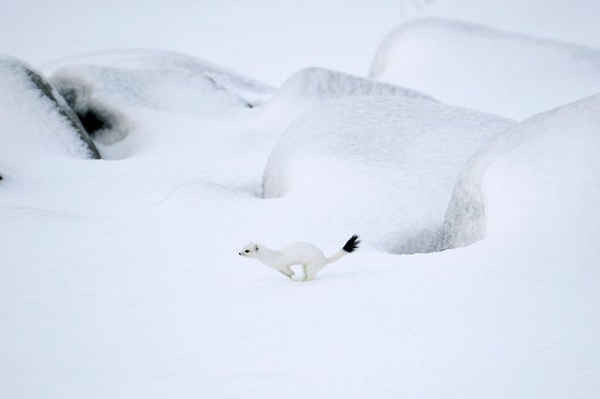 Một con chồn Arctic chạy trên bãi biển tuyết Unstad, đảo Lofoten, phía bắc trên vòng cực bắc. Ảnh: Olivier Morin / AFP / Getty Images