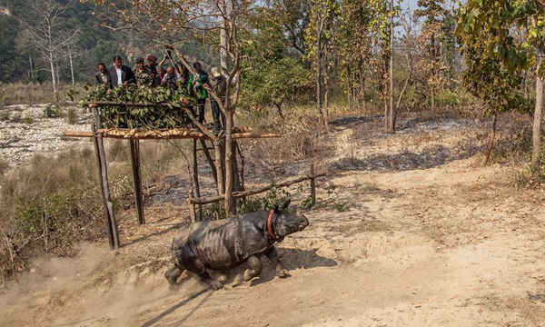 Một con tê giác được chuyển đến ngôi nhà mới trong công viên quốc gia Bardia, Nepal. Ảnh: WWF Nepal-Hariyo Ban Program