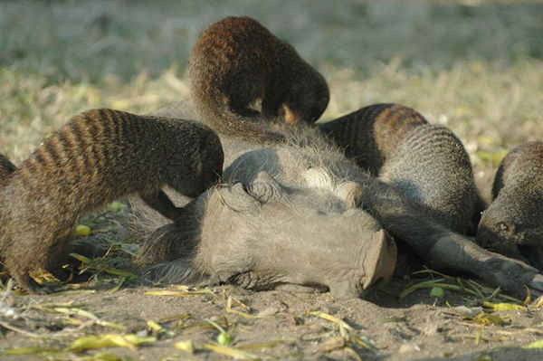 Lợn rừng sống trong công viên quốc gia Nữ hoàng Elizabeth ở Uganda đã học được cách thoát thân khỏi loài bọ ve gây phiền nhiễu bằng cách chải chuốt. Ảnh: A.Plumptre / WCS