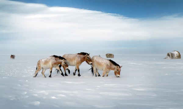 Ngựa quý hiếm Przewalski – loài ngựa rừng duy nhất còn sống trên thế giới  đang đi trên cánh đồng đầy tuyết ở khu bảo tồn Orenburg, nơi gồm 6 khu bảo tồn thiên nhiên gần biên giới Kazakhstan. Ảnh: Tatjana Zharkikh/Przewalski horse reintroduction project/AFP/Getty Images